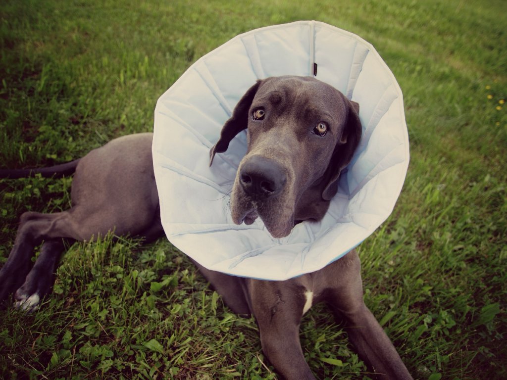 Pooperační límec pro psy a kočky - textilní